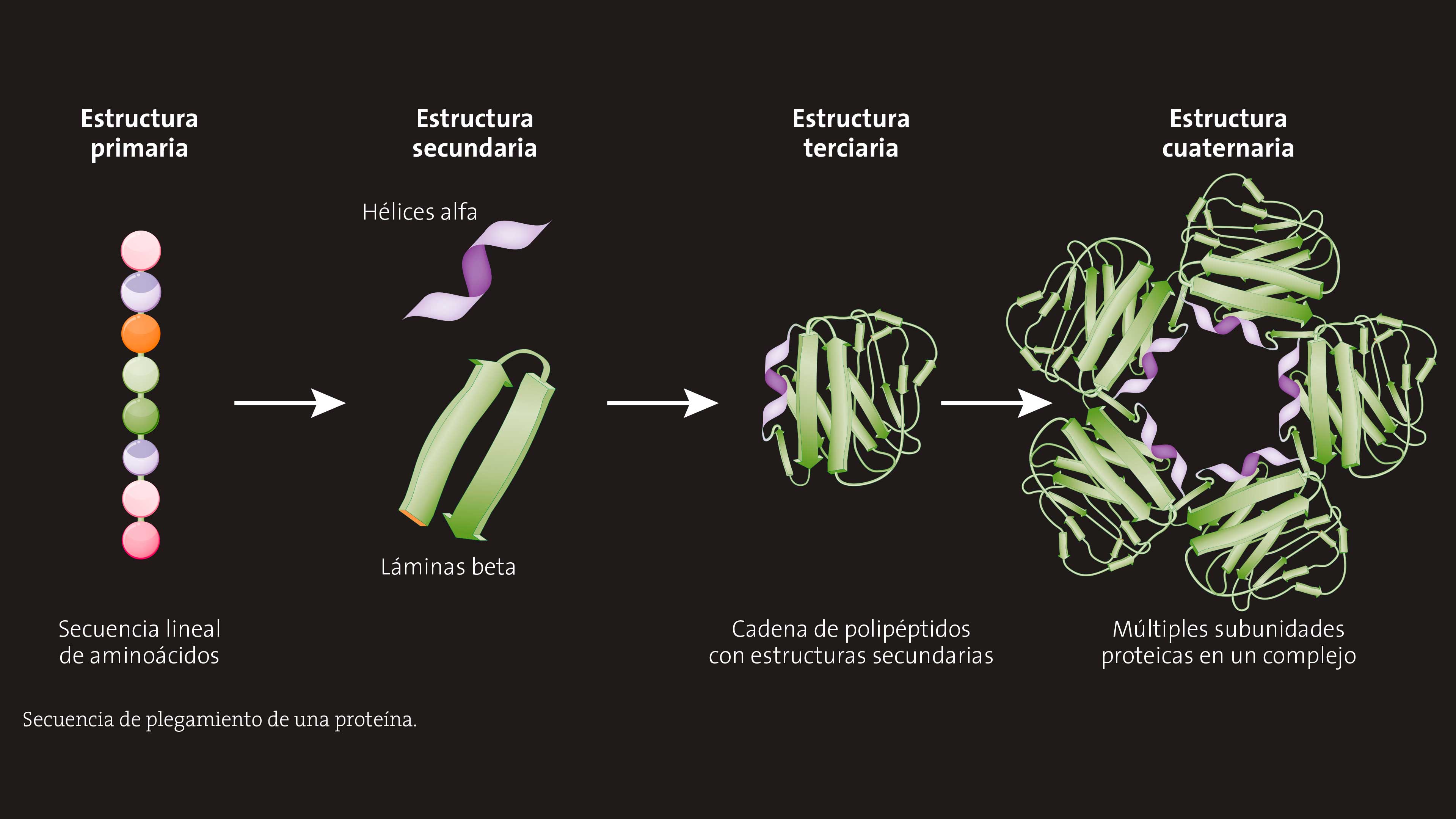 Plegando proteínas