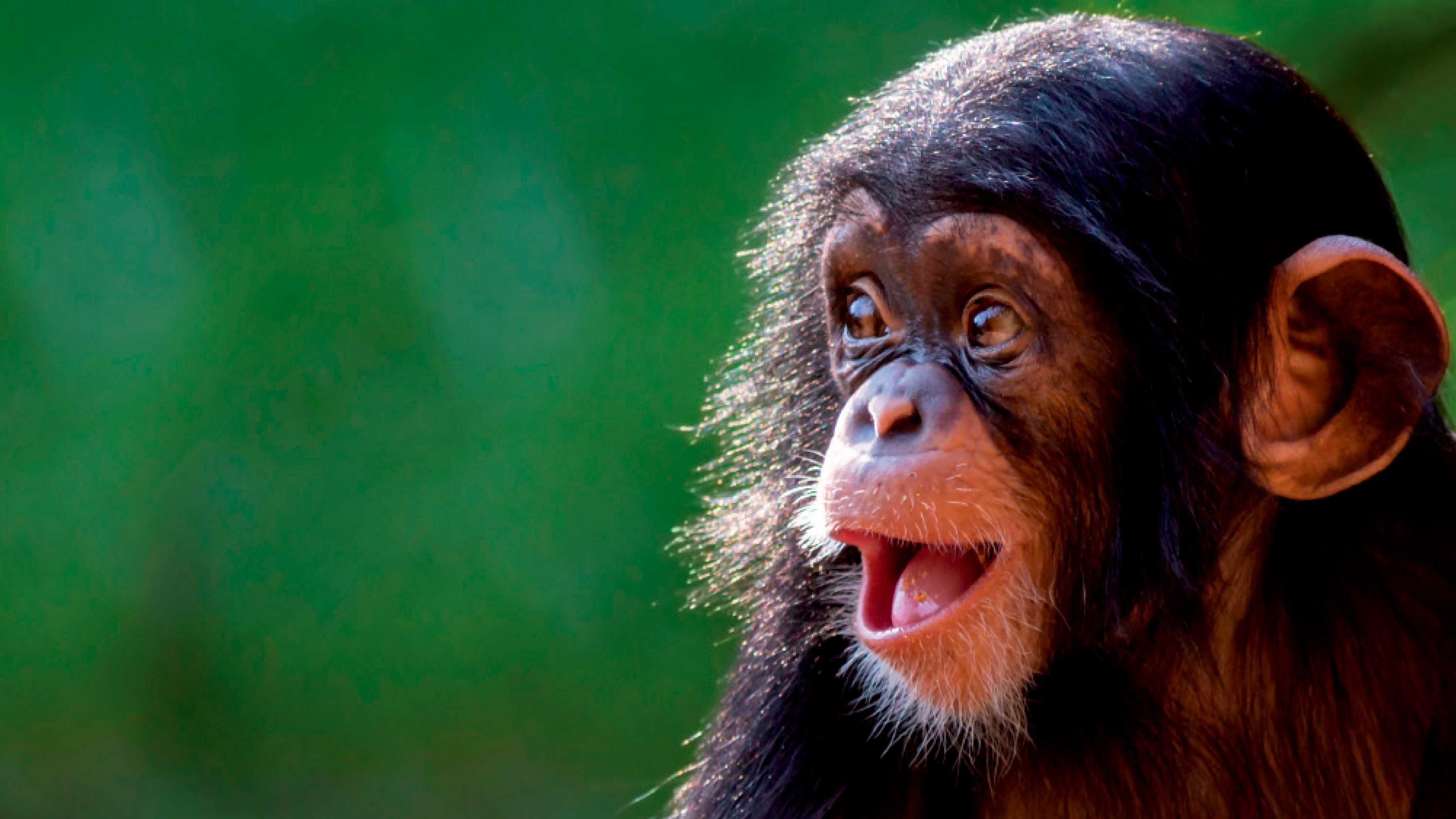 Comunicación entre chimpancés
