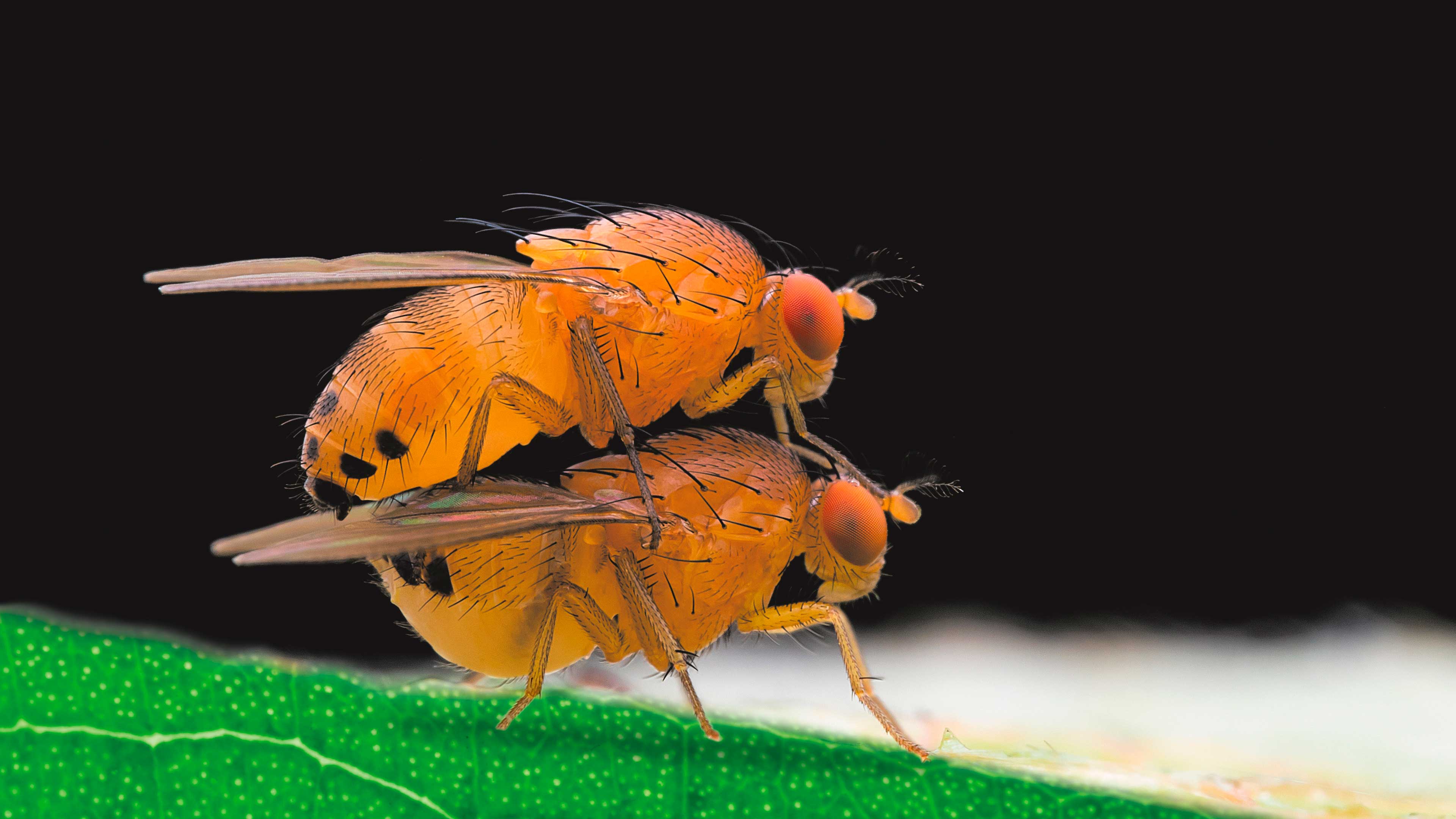 Imagen de Relaciones tóxicas La vida sexual de los insectos