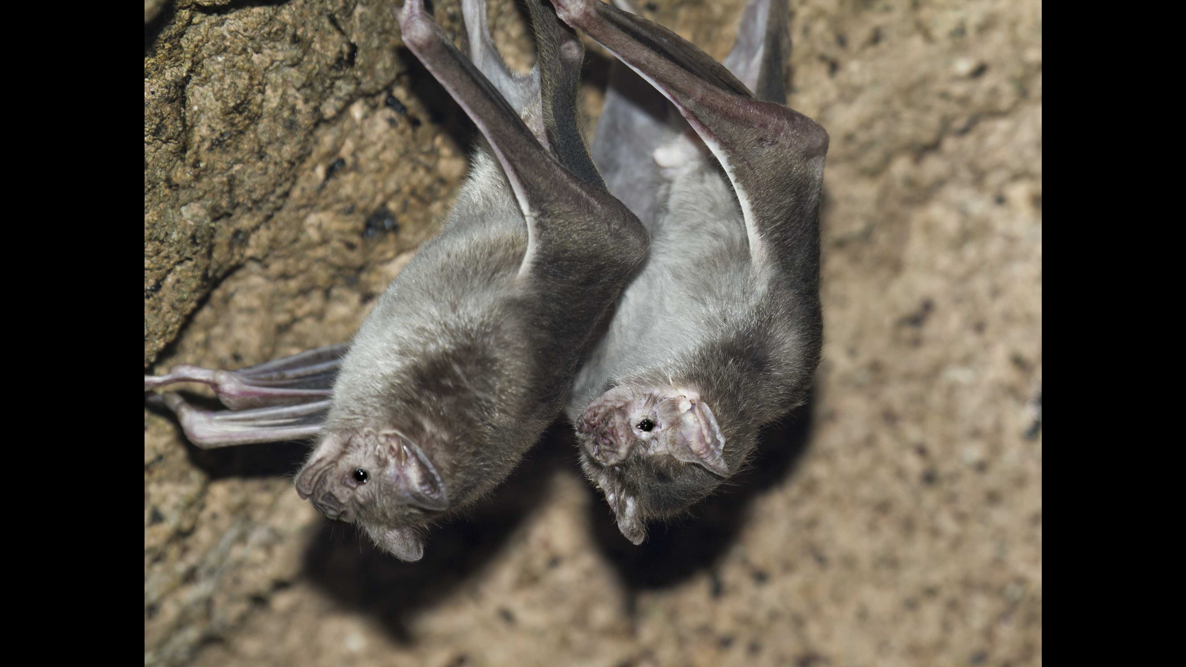 La dura vida de los murciélagos vampiro