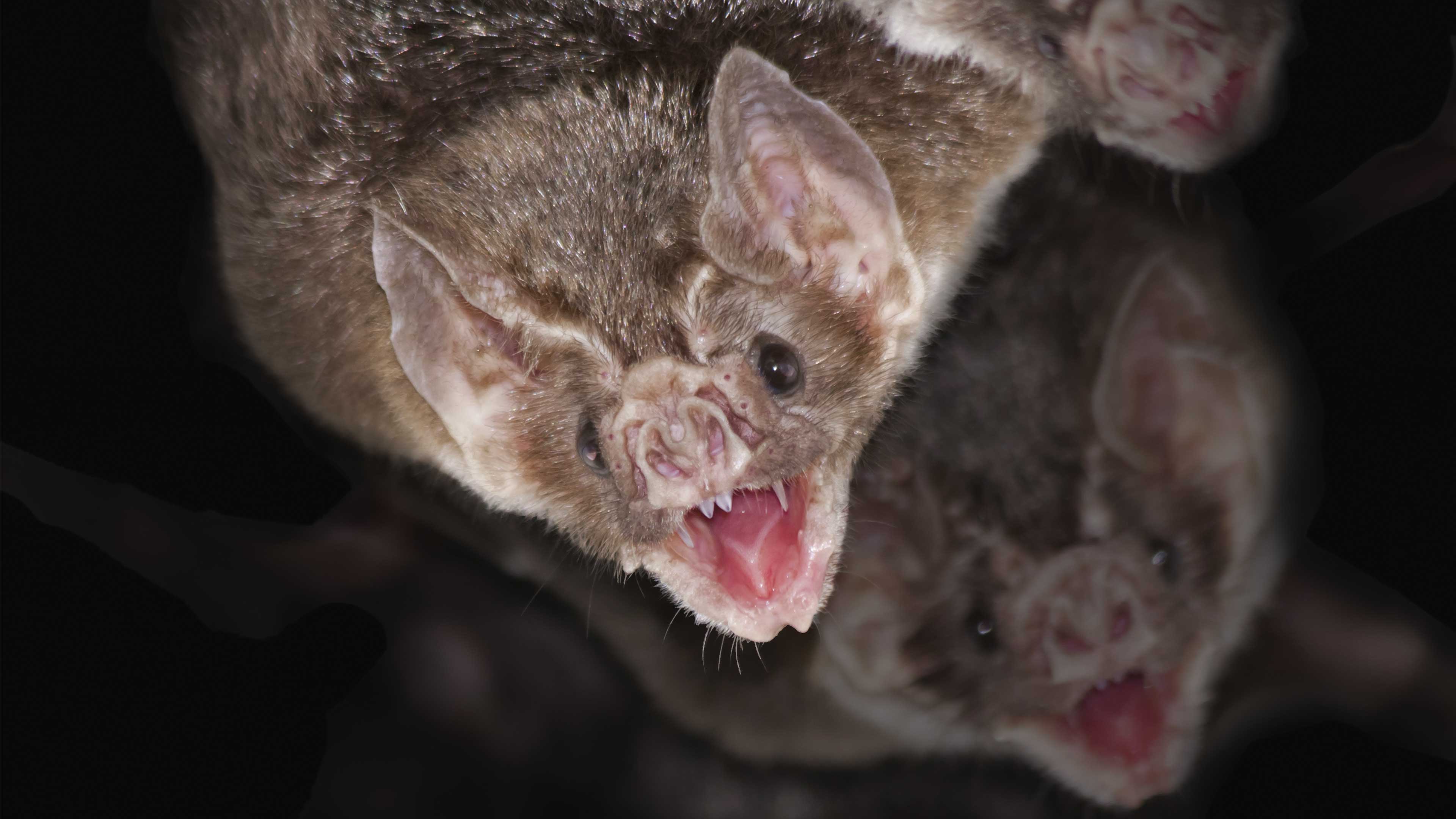 La dura vida de los murciélagos vampiro