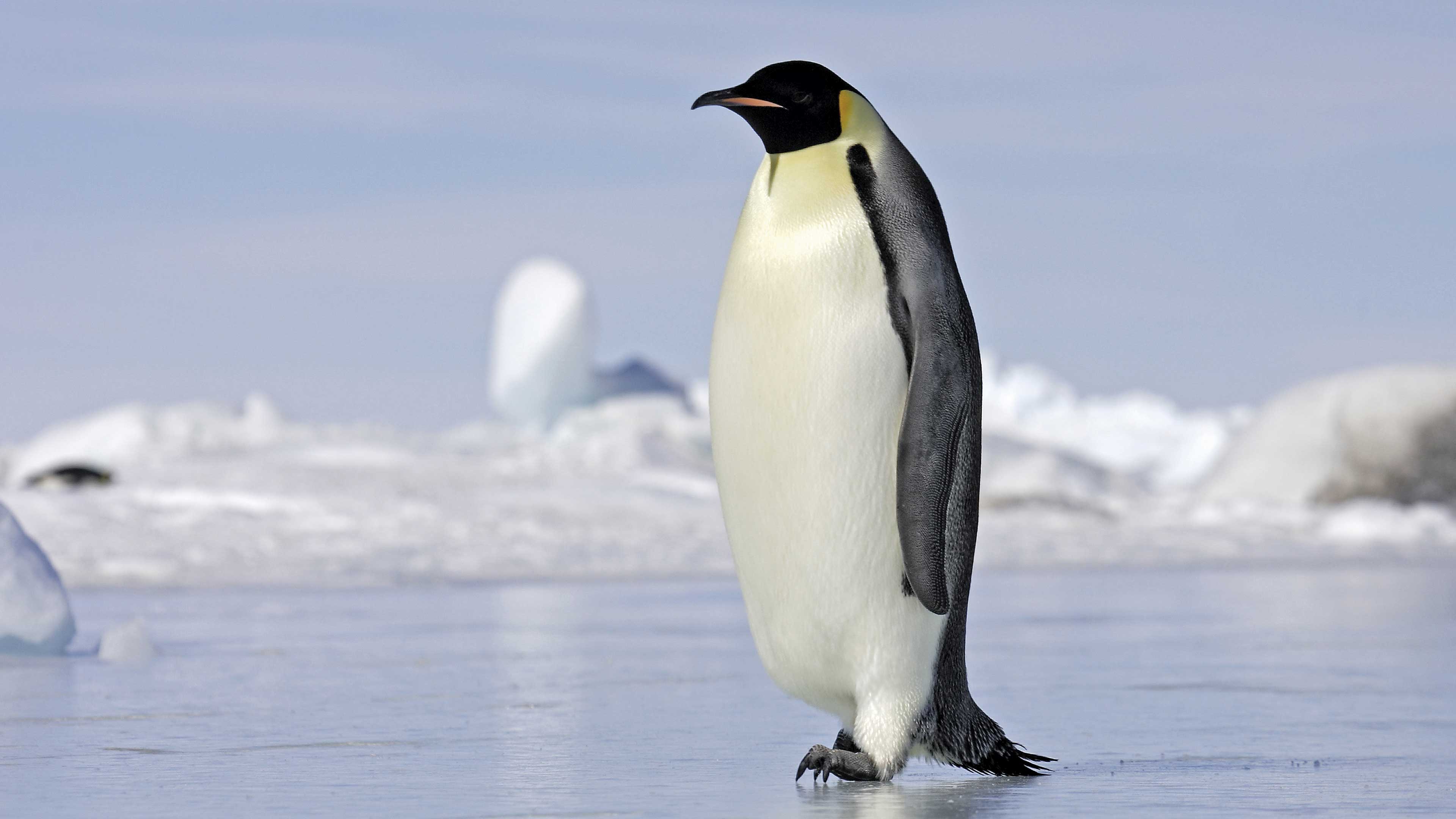 Desaparecen poblaciones de pingüino