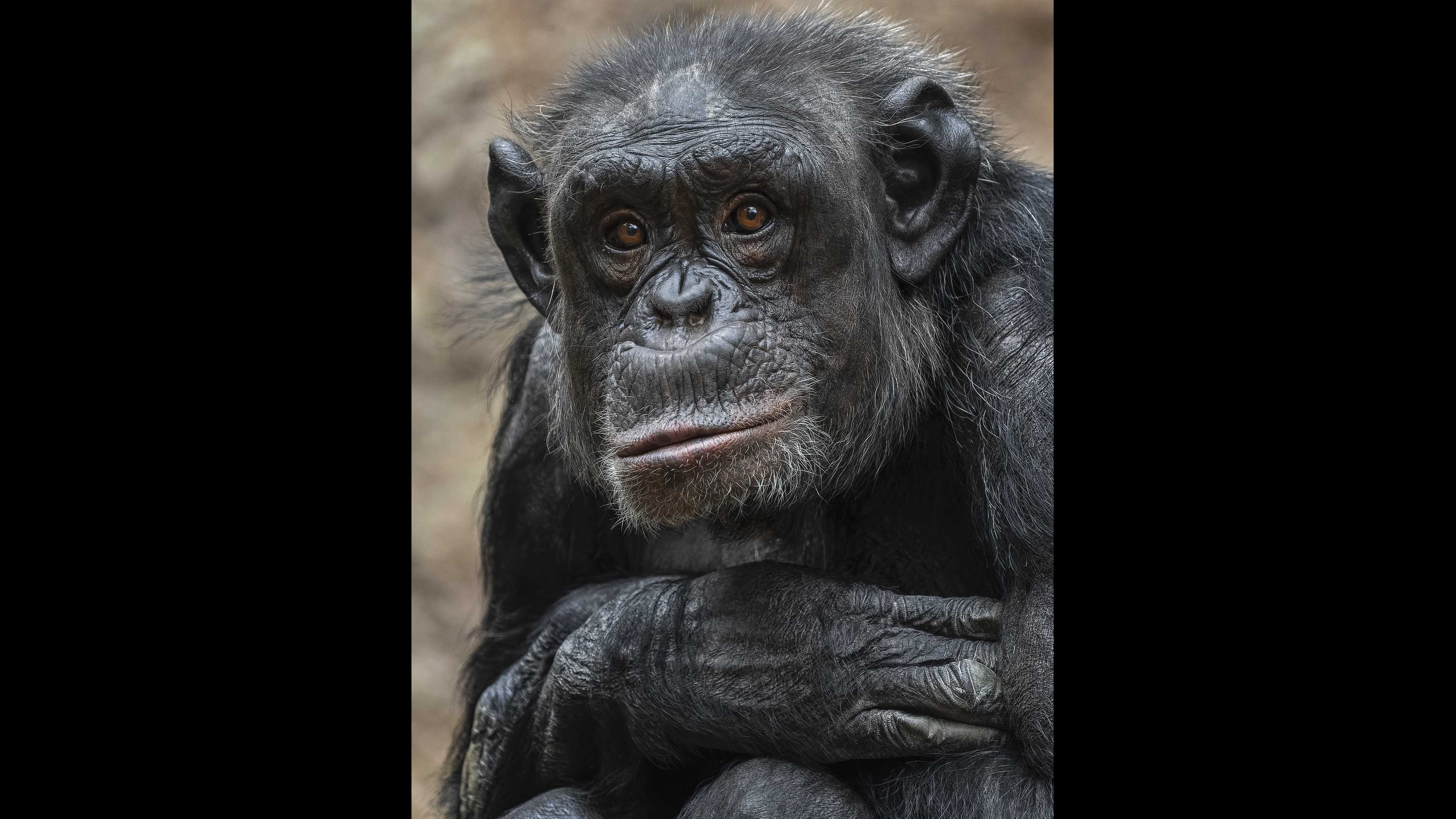 La menopausia también es un asunto de chimpancés