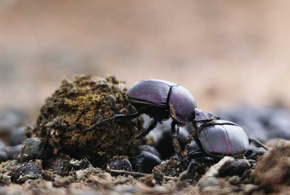 Imagen principal del artículo De monos, escarabajos y plantas: Interacciones en la selva tropical