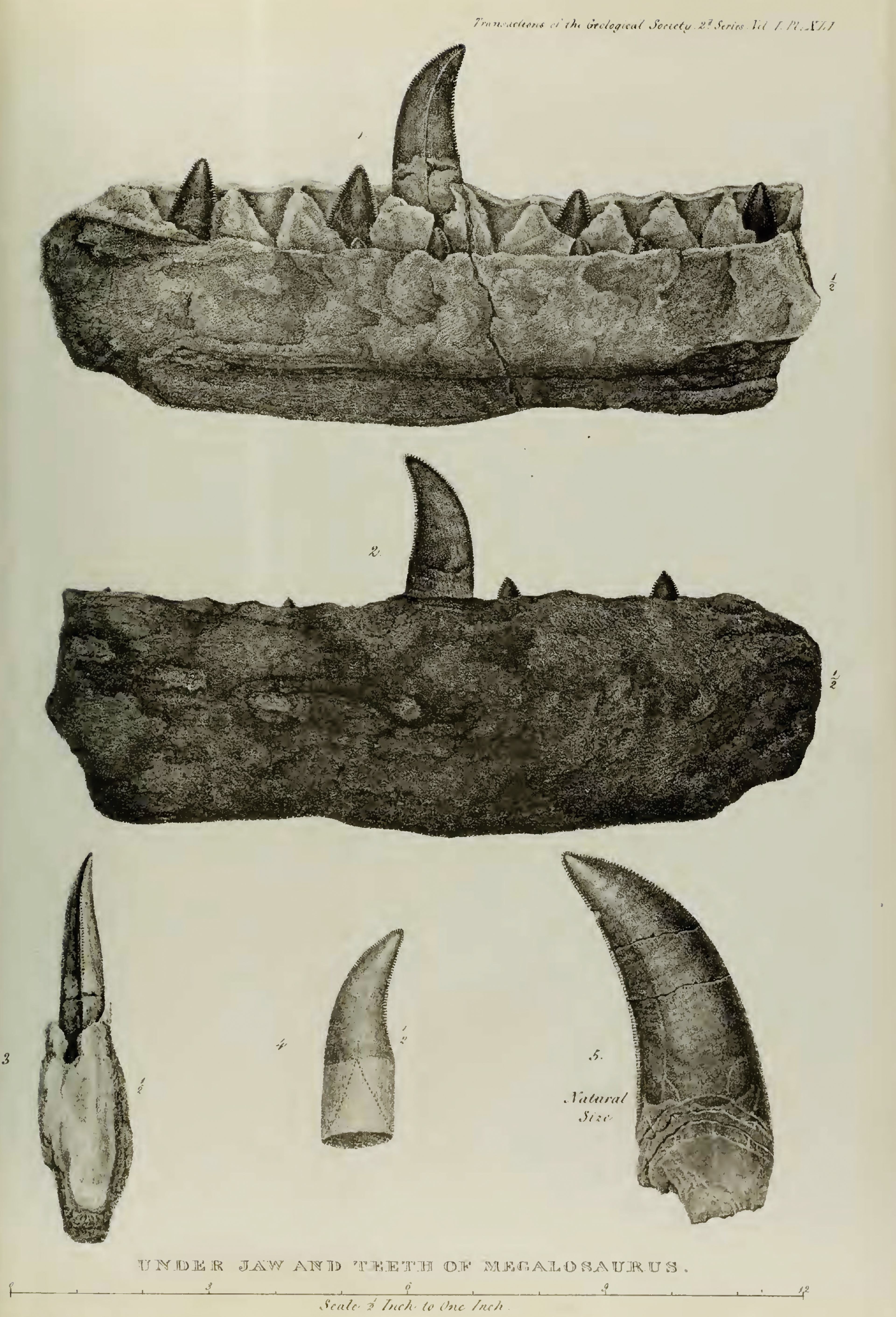 Celebran cumpleaños del Megalosaurus