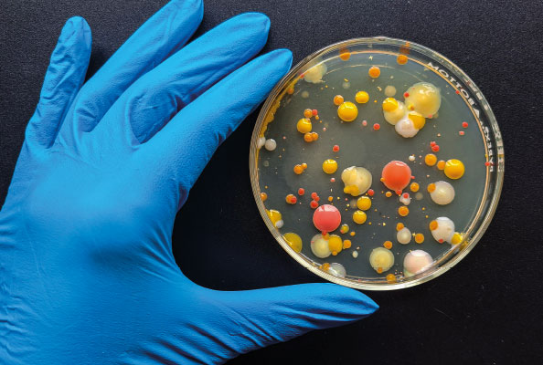 Imagen principal del artículo Bacterias artísticas