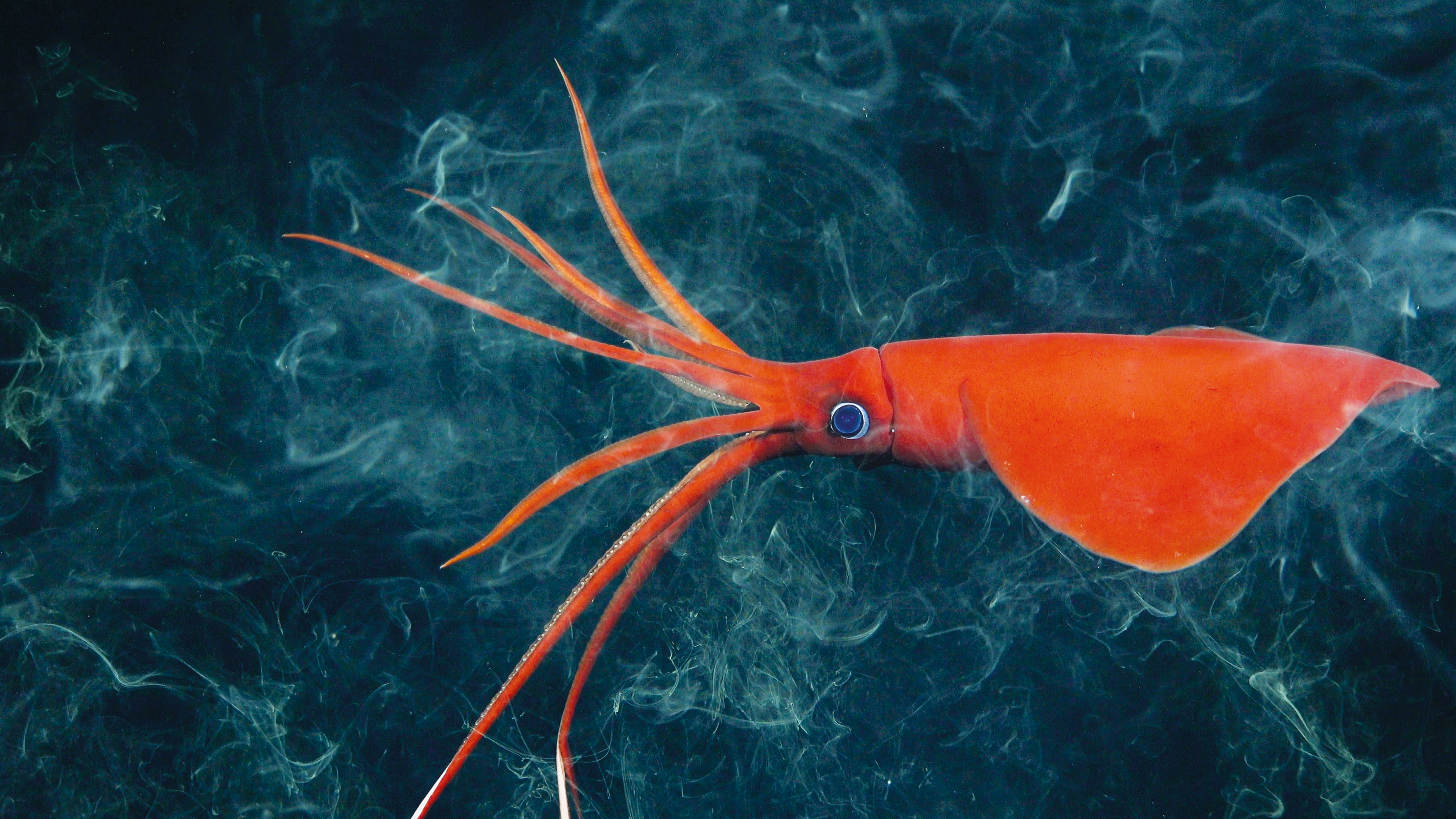 Proteger zonas marinas poco exploradas
