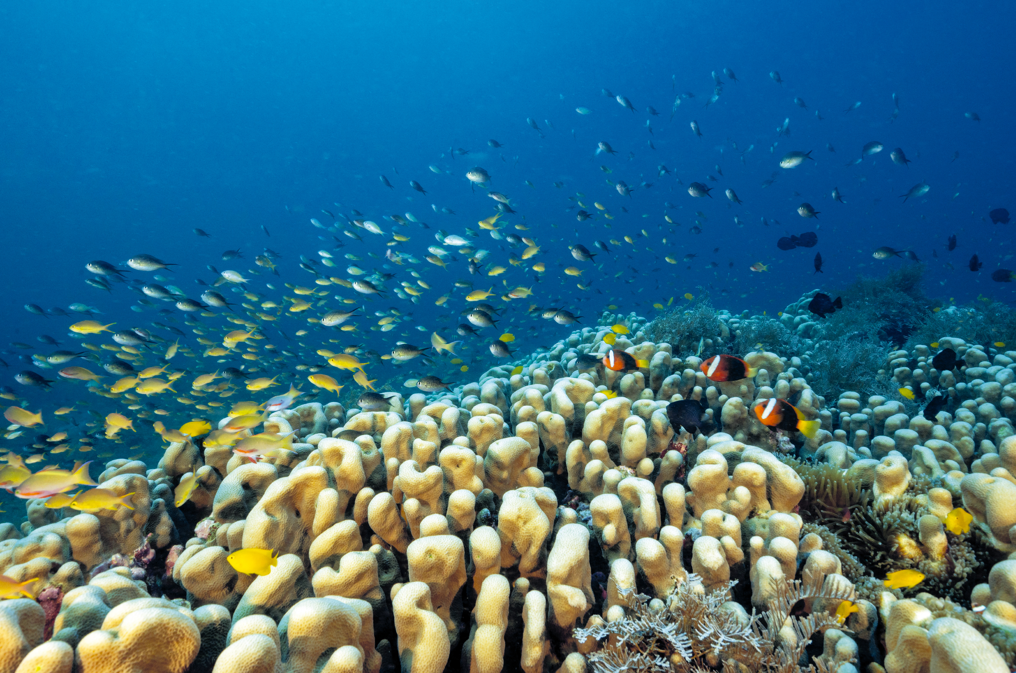 Descubren el coral más grande del planeta