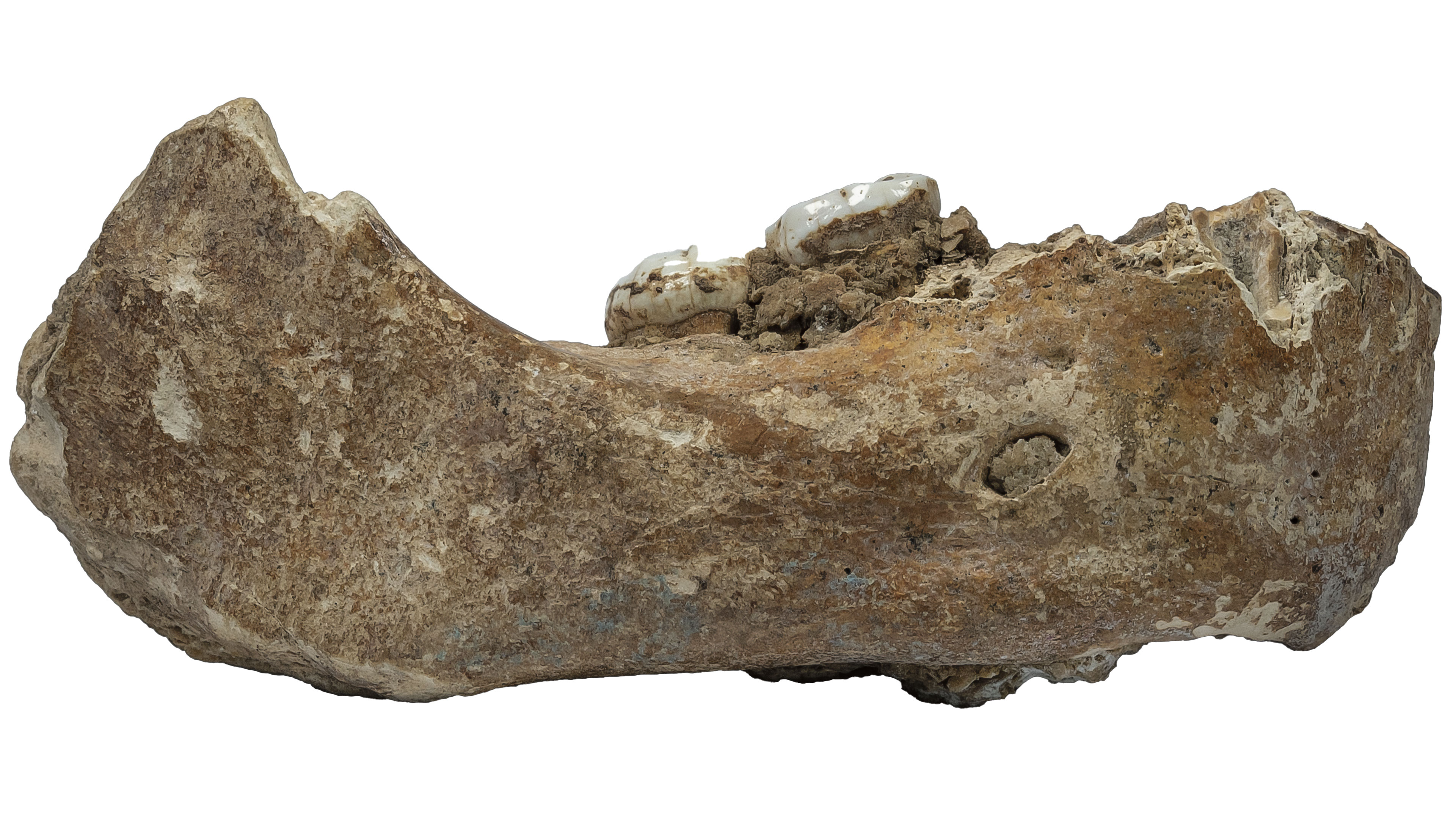 Nueva especie humana”