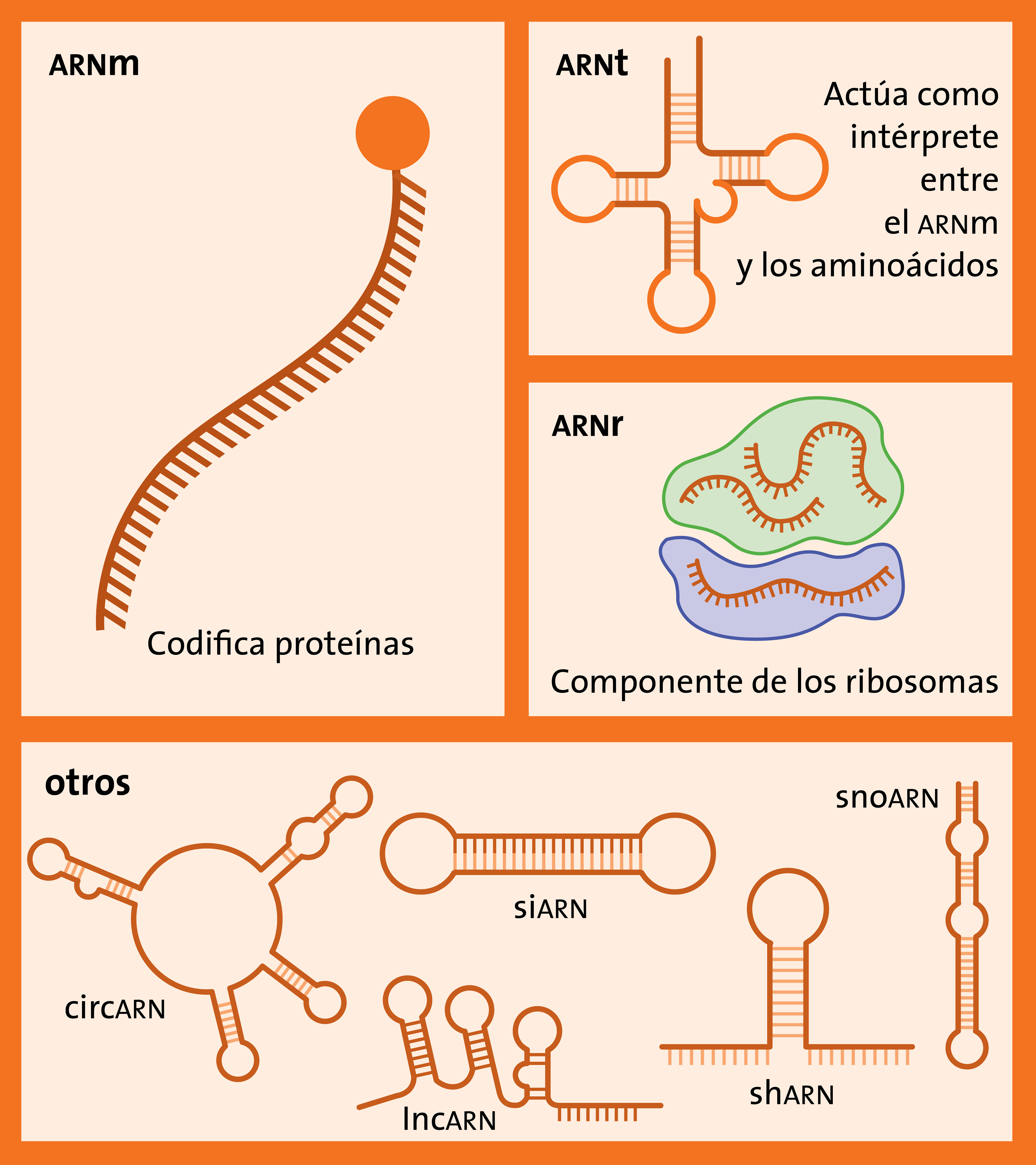 La revolución biomédica del ARNm terapéutico
