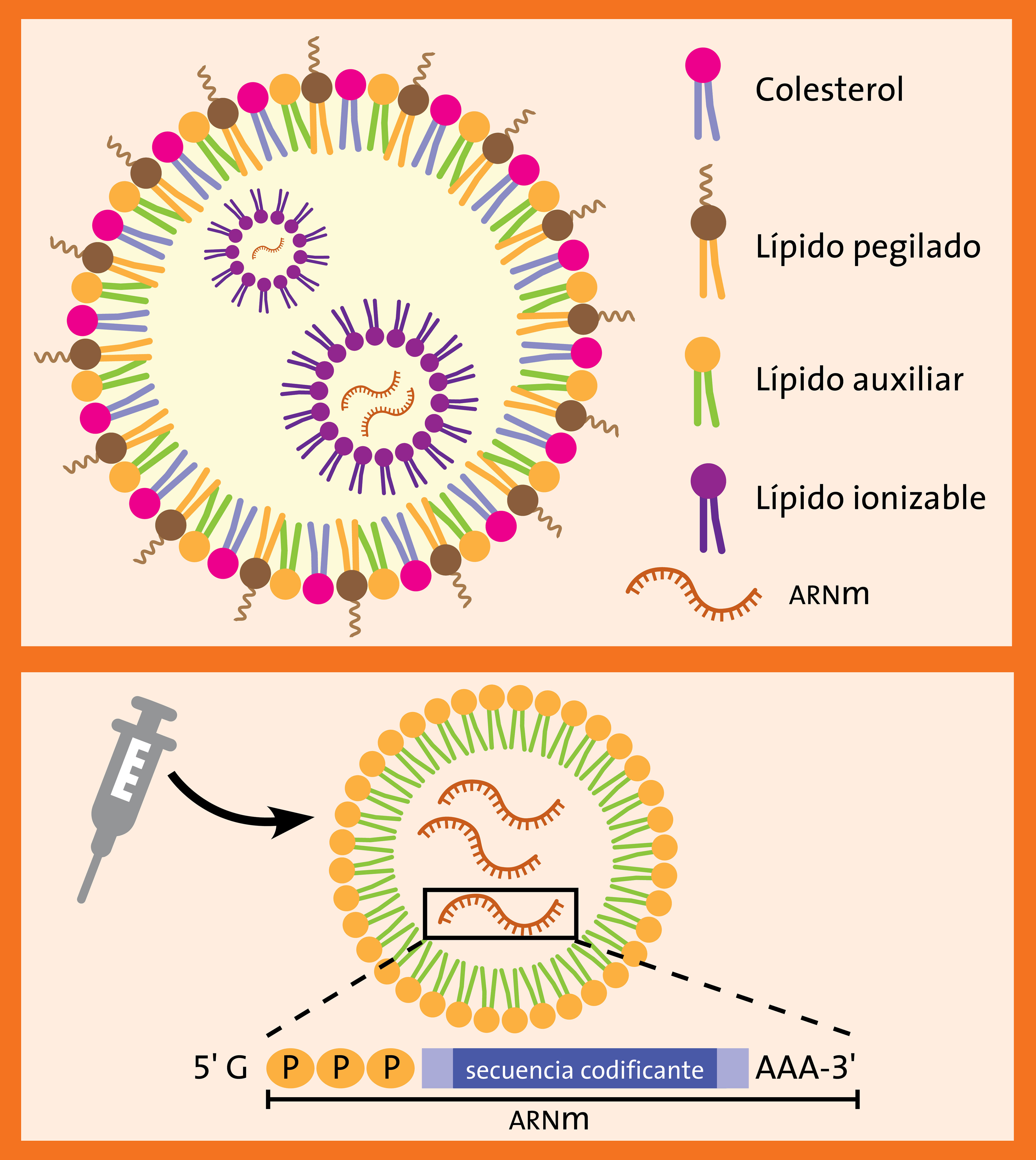La revolución biomédica del ARNm terapéutico