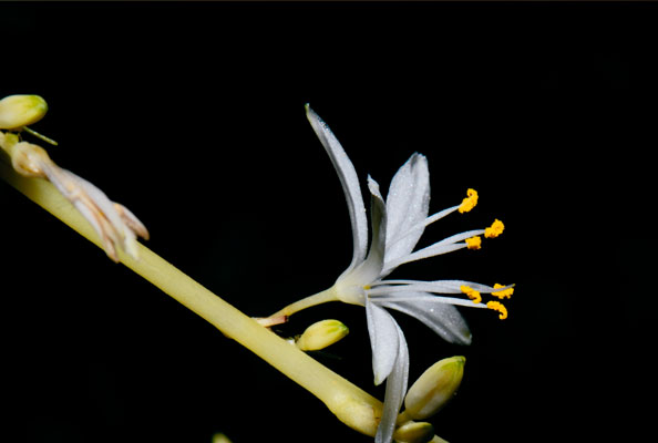 Imagen principal del artículo Miradas en flor