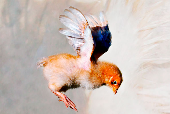 Imagen principal del artículo ¿Pajaritos a volar? ¡Todavía no!