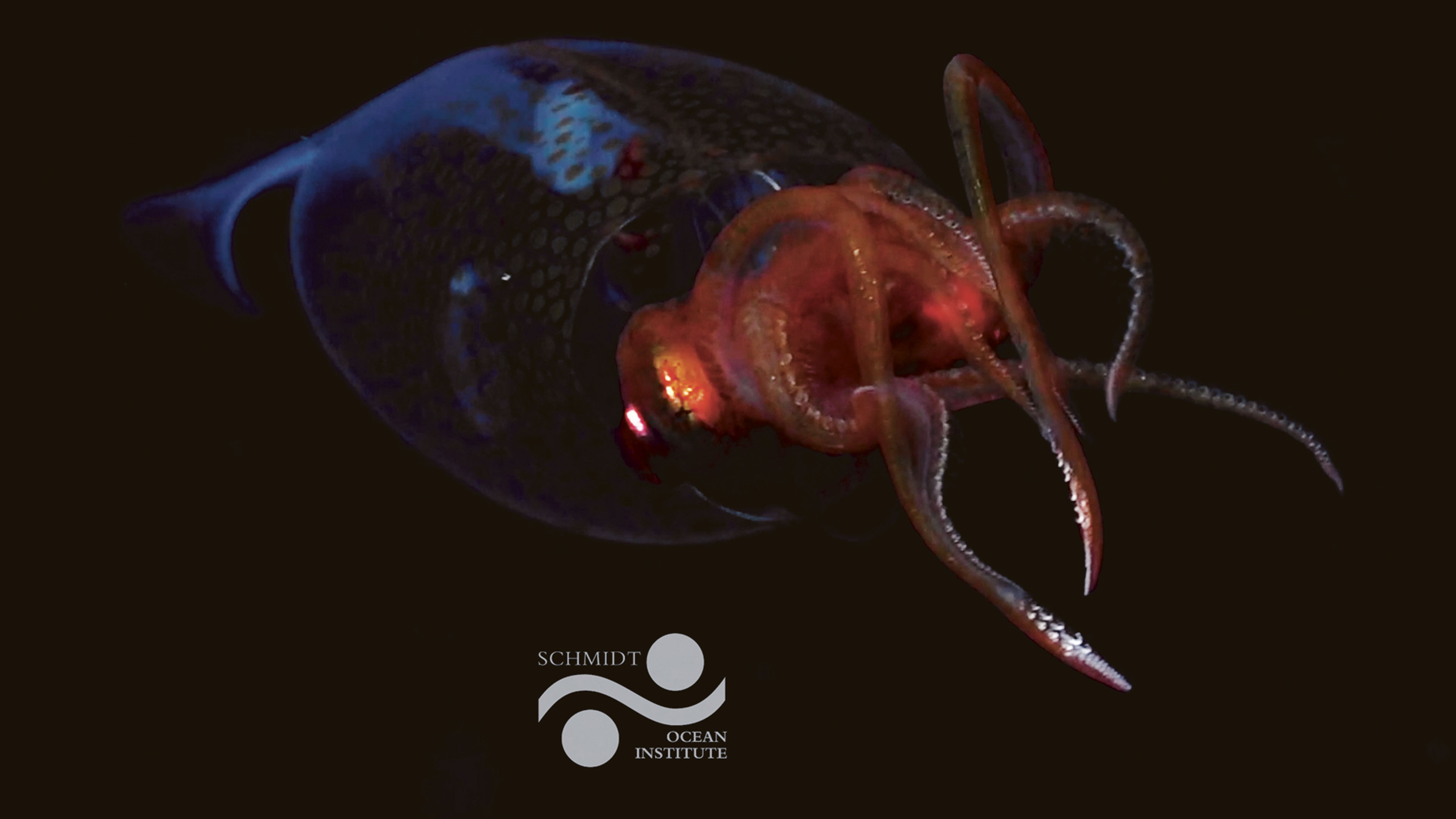 El invertebrado más colosal
