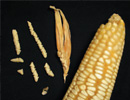 Imagen principal del artículo El origen del maíz