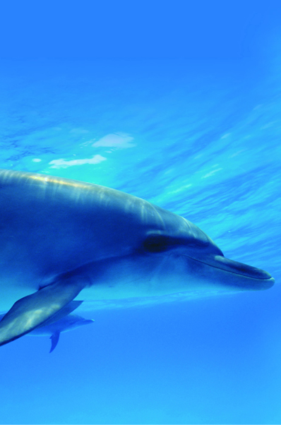 Imagen principal del artículo La pesca con delfines*