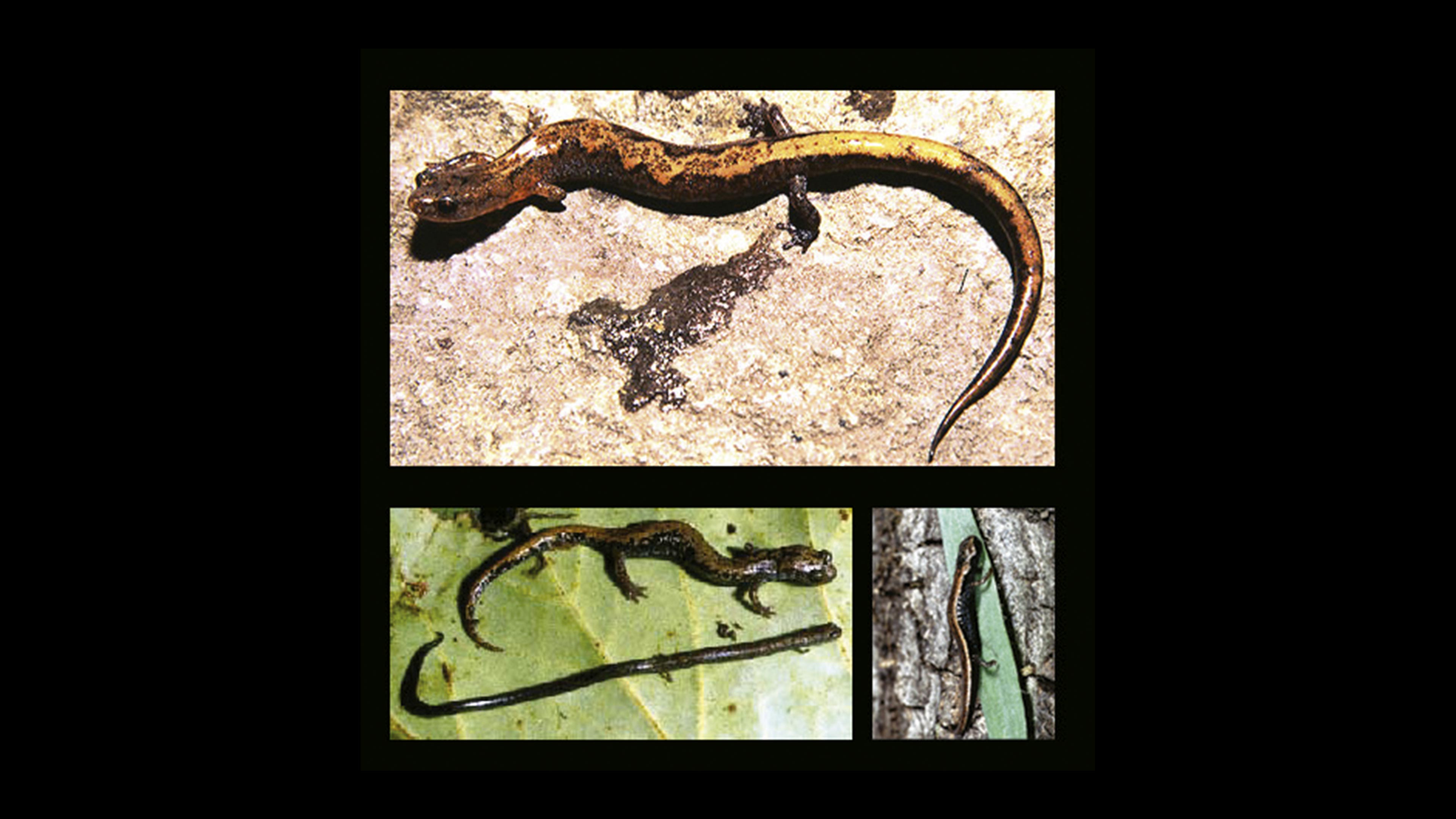 Nueva especie de salamandra en México