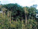 Imagen principal del artículo Reforestación: más que plantar arbolitos*