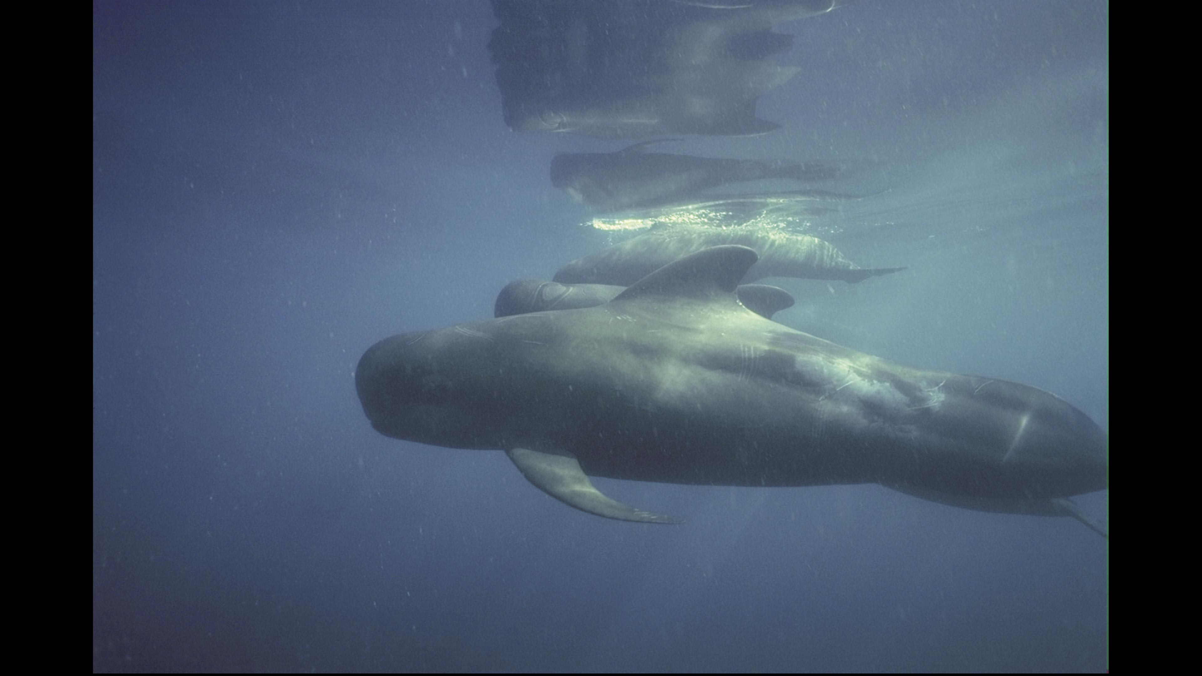 Refugio en México para las ballenas