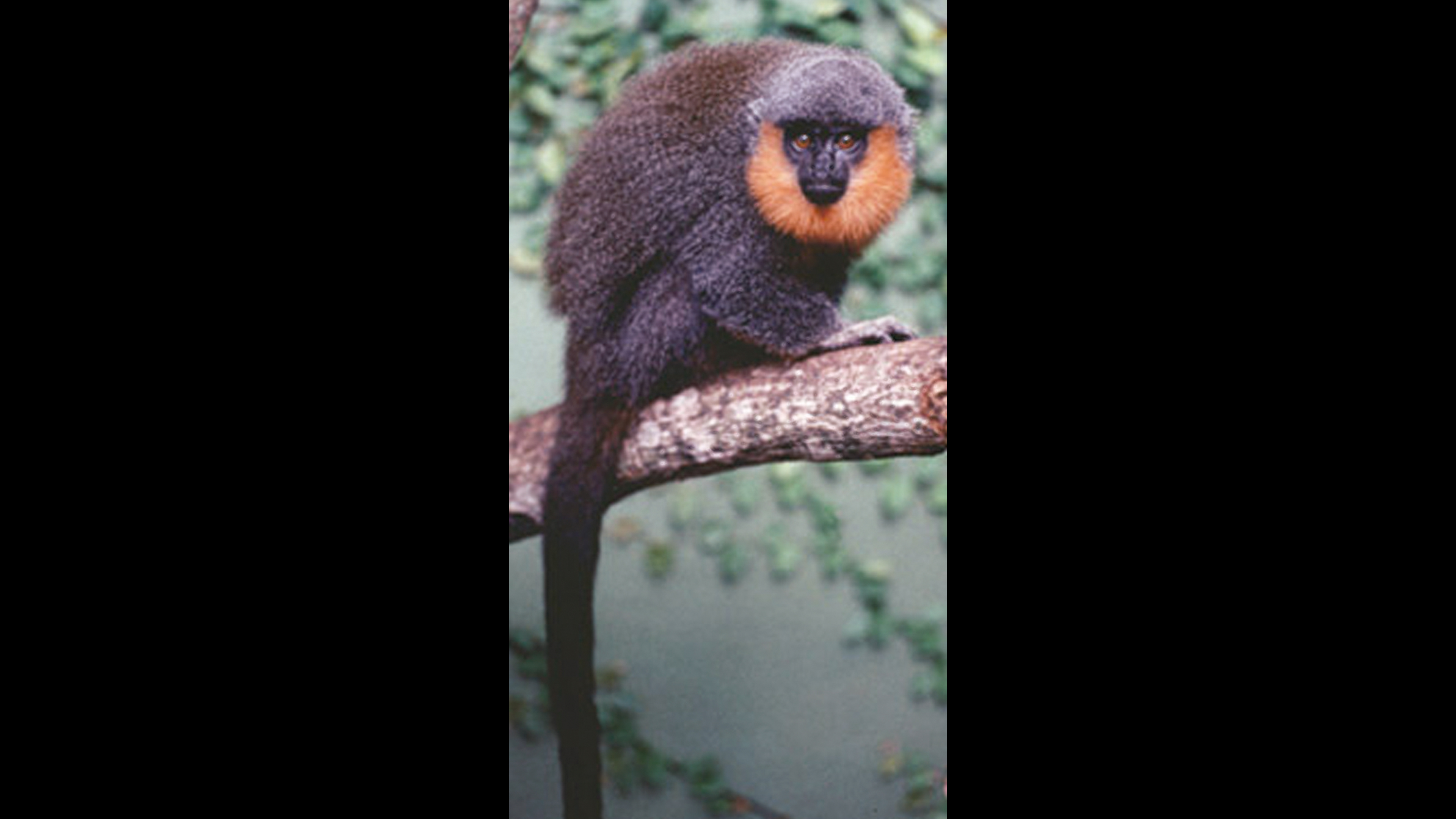 Se descubren dos especies de monos