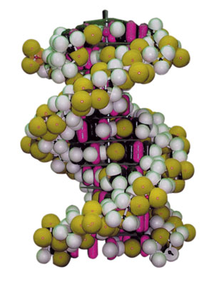 Imagen de 50 años de la doble hélice, la molécula más bella del mundo