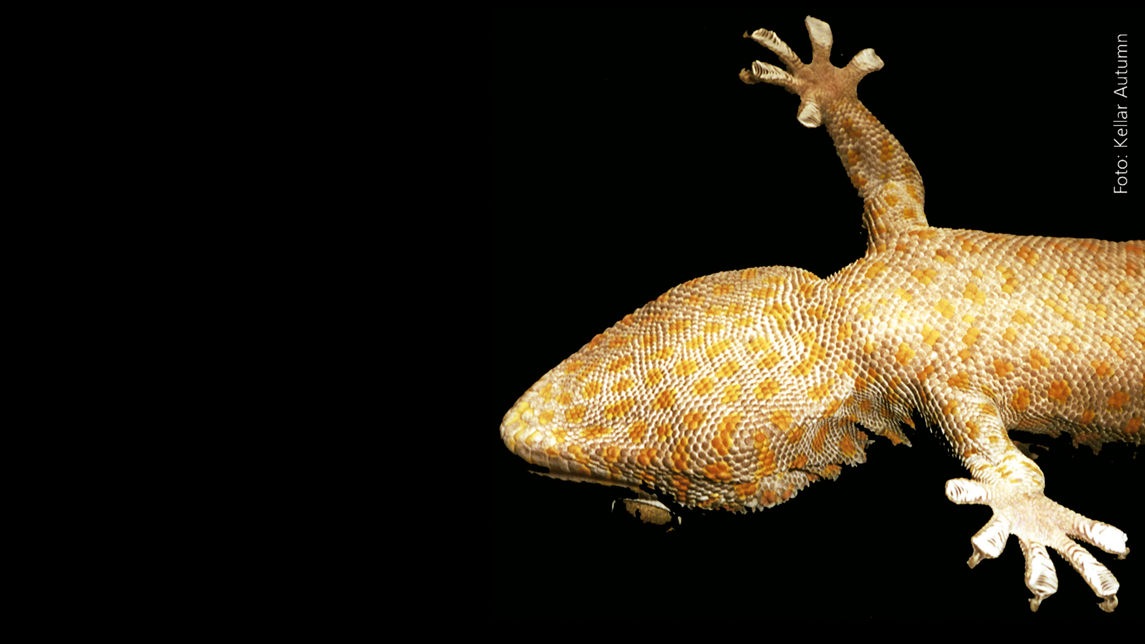 El secreto del gecko
