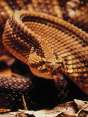 Imagen principal del artículo Cascabel: la serpiente divina