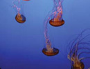 Imagen principal del artículo Veneno de medusas