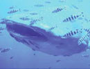 Imagen principal del artículo El tiburón ballena