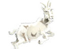 Imagen principal del artículo Myotragus: la cabra que mira de frente