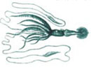 Imagen principal del artículo Kraken, el calamar gigante