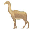 Imagen principal del artículo Camellos en América del Norte
