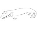 Imagen principal del artículo Tiktaalik: el pez con cuello