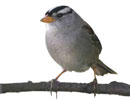 Imagen principal del artículo Cantando se entienden las aves